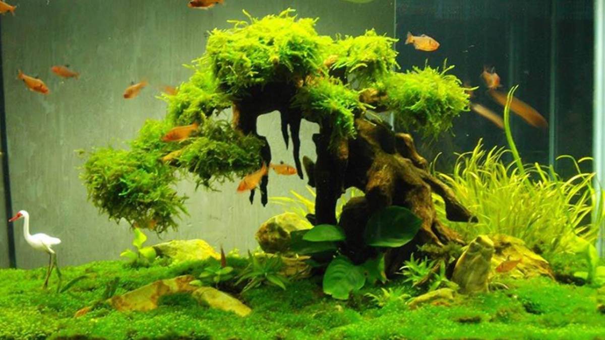 aquarium fish tank