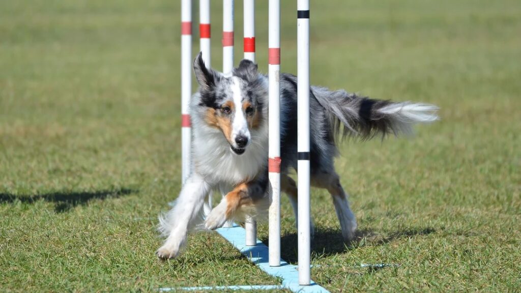 Balance in Dog Training