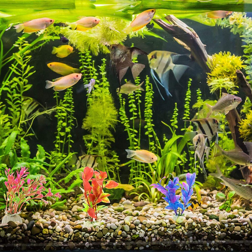 Fish Tank